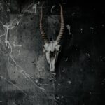 Antelope Skull on Black Wall